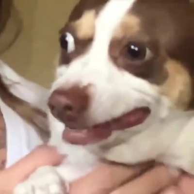 this dog