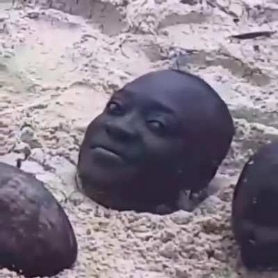 Forbidden coconut
