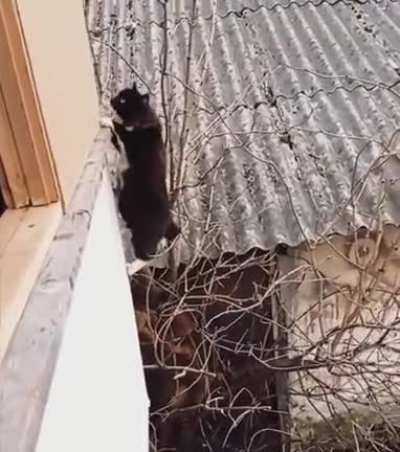 Cat Practicing to Become A ASSASSIN &amp;gt;:D