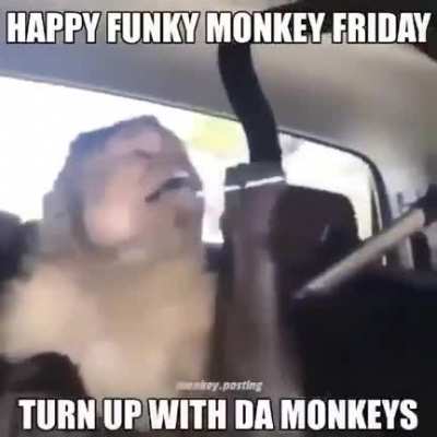 Pain Monkey Friday