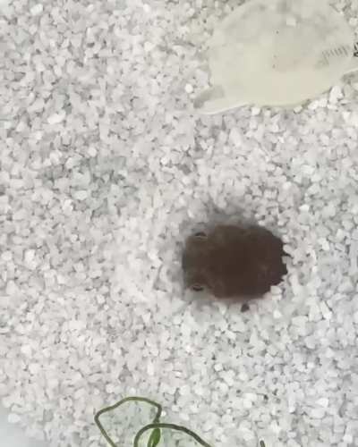 Short clip of a baby cuttlefish attempting its first camouflage :)