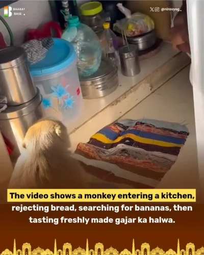 Banana hunter accidentally discovers gajar ka halwa 🐒✨