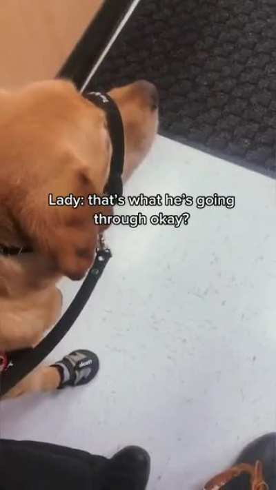 "Service dog" vs "Emotional support dog" at Walmart