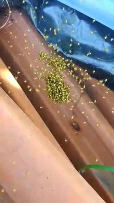 Cursed_pets