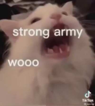 Pakistani Cat