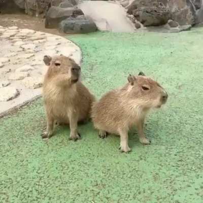 capivarinhas assobiando!