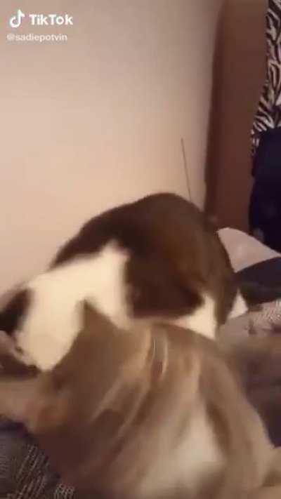 AAAAAAAAAAAAAAAAAAAAAA