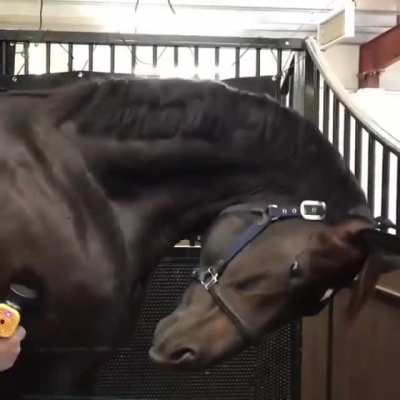 Horse doesn&rsquo;t know how to handle a massage gun