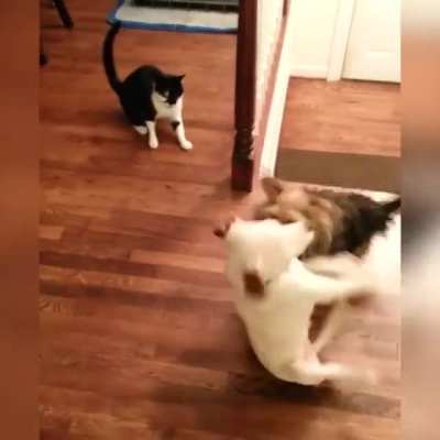 Dog spinning