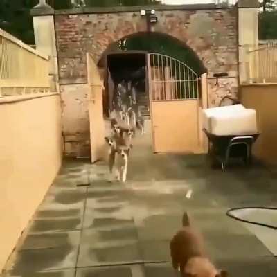 Small little doggo