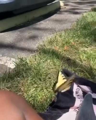 Door. Door. Door my butterfly is littt