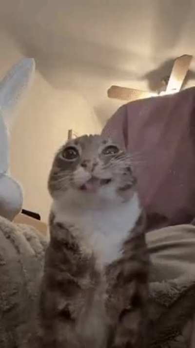 mesmerized by you wunkus
