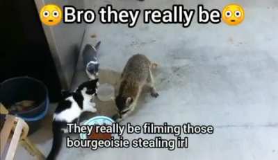 Ngl those cats are kinda based 😳