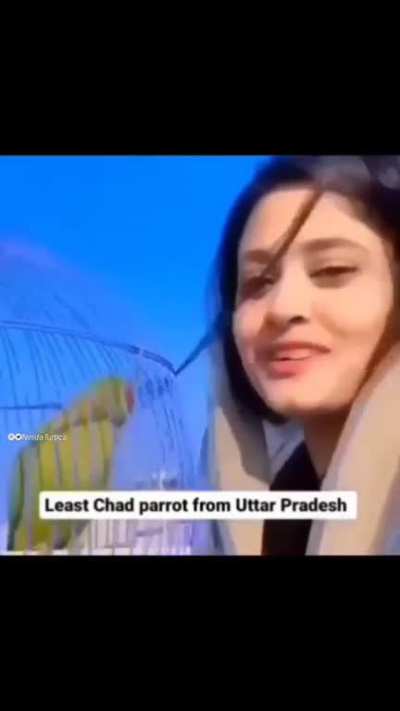 Interesting Parrot