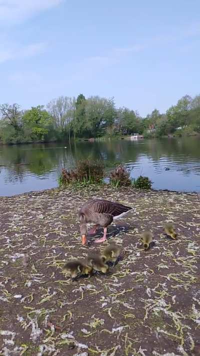 My little Greylag friend has had her babies 🥰