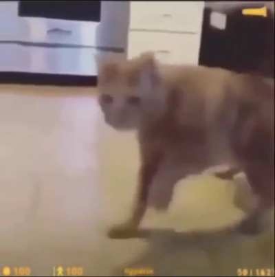 🐈