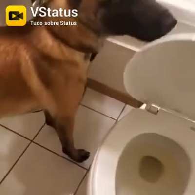 Os cachorros est&atilde;o cada vez mais inteligentes