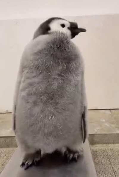 I didn&rsquo;t think they were this big
