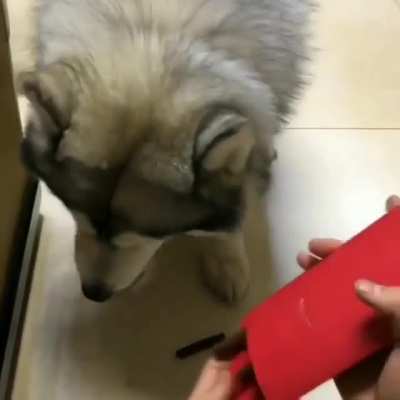 Hooman, y u do dis?