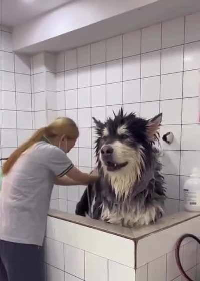 Huge and talkative beast