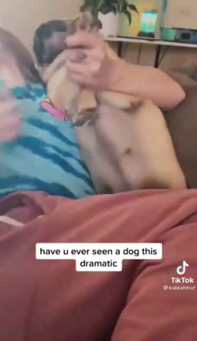 Angry pug noises