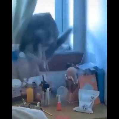 Abrupt cats