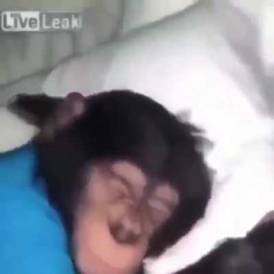 Weiki weiki