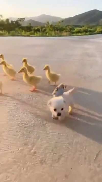 Why can&rsquo;t the world be this carefree