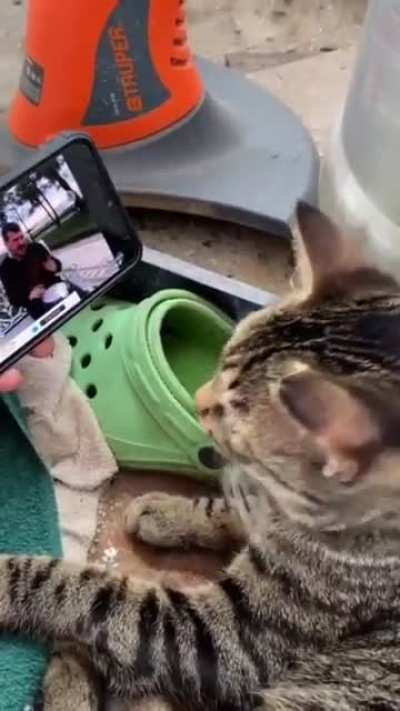Cat vibing