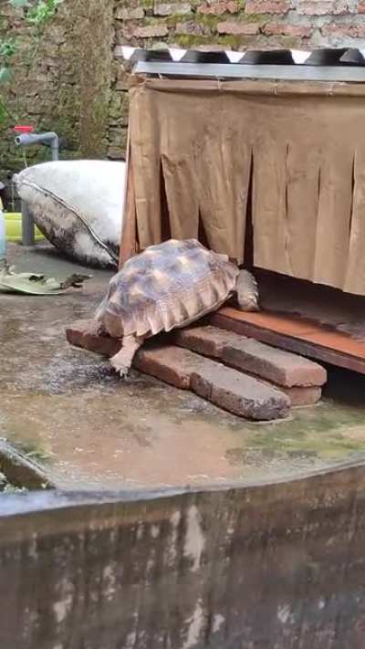 Coming home after a long day at work