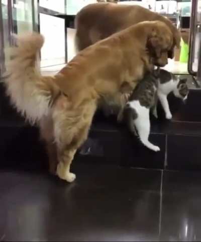 Yoink