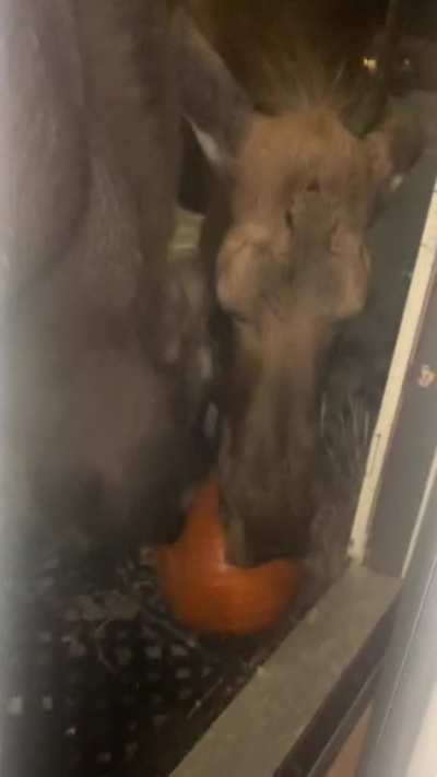 Two moose fighting over an Alaskan resident's Halloween pumpkin