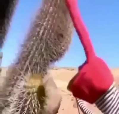 dont touch da cactus