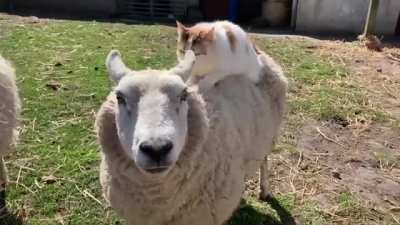 Kneading some wool