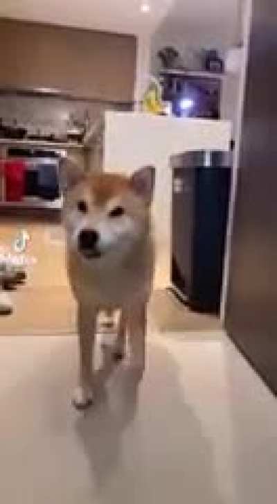 DoG gets bRuTallY PunCHed bY oWner