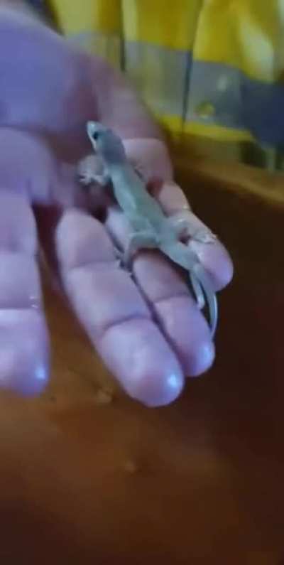 Poor Geko drowns in Ozzie guy&rsquo;s beer