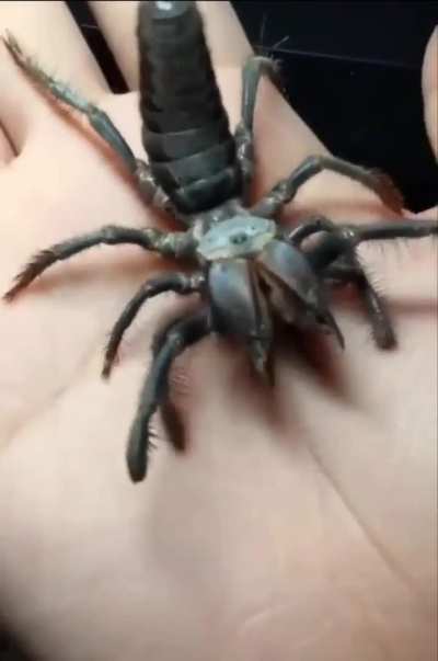 This is a solpuga, also known as a "camel spider."