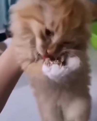 "NOOOOO MY CHICKEEEEN!"