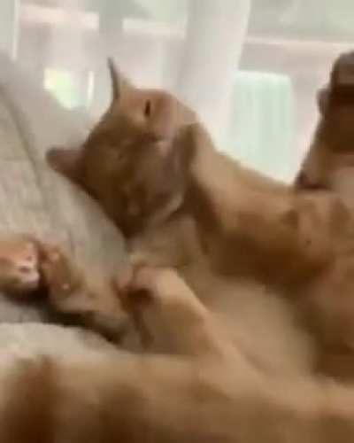 This cat