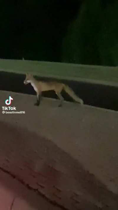 what does the fox say?