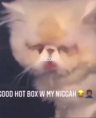Imagine being the cat. This nigga don&rsquo;t know wtf is going on.