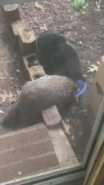 There&rsquo;s something weird about the neighbor, dad.