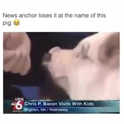 pig !