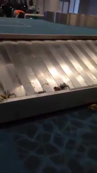 Some of our brave brethren are leading an attack on an airport, wish them good luck
