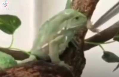 I told this bitch I'm vegan