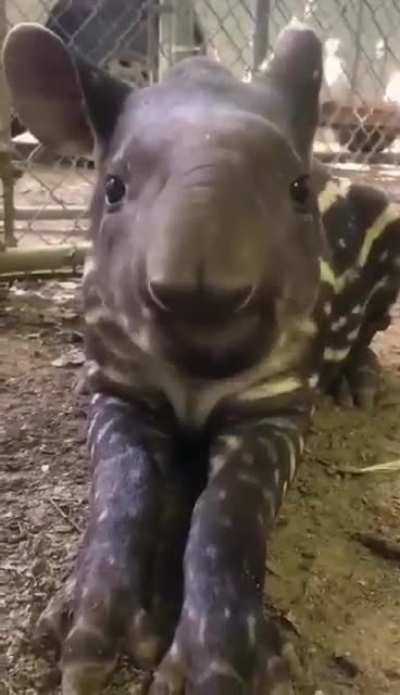 Silly munching