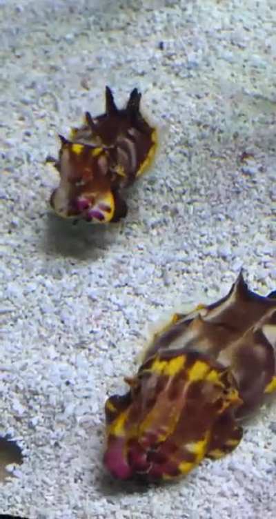 Cool cuttle fish