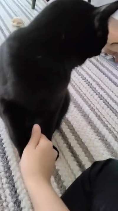 Ser Pounce has a very firm handshake, I think he'll impress employers 🤝