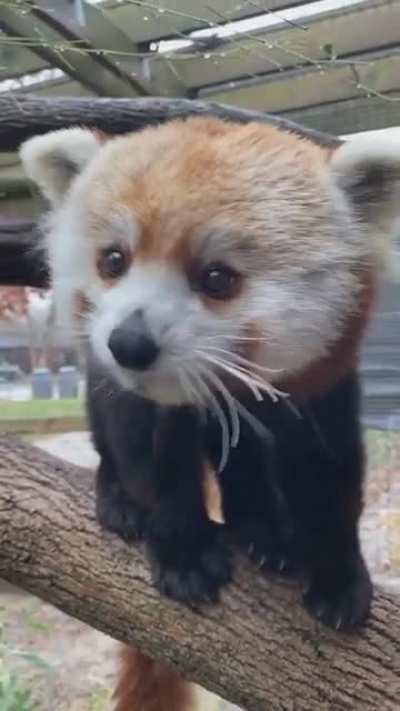 I likes the berries. You have more, yes?