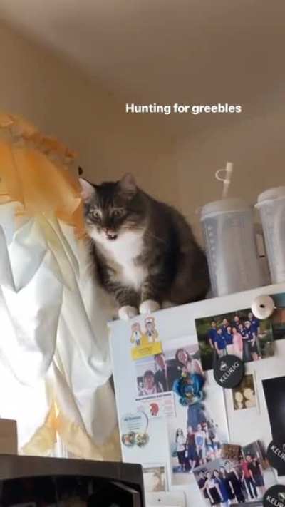 They lurk on top of the fridge
